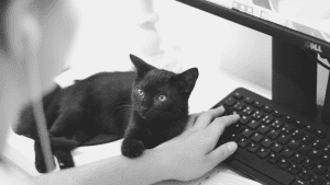 Black kitten resting on a person's arm, in front of a computer keyboard and monitor.
